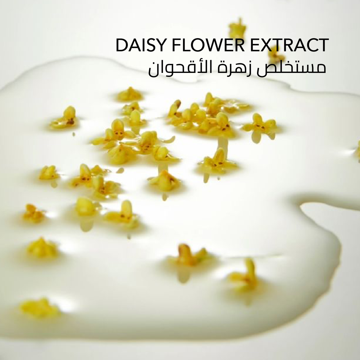 زهرة الأقحوان — مستخلص في كونسيلر سكين لود النباتي