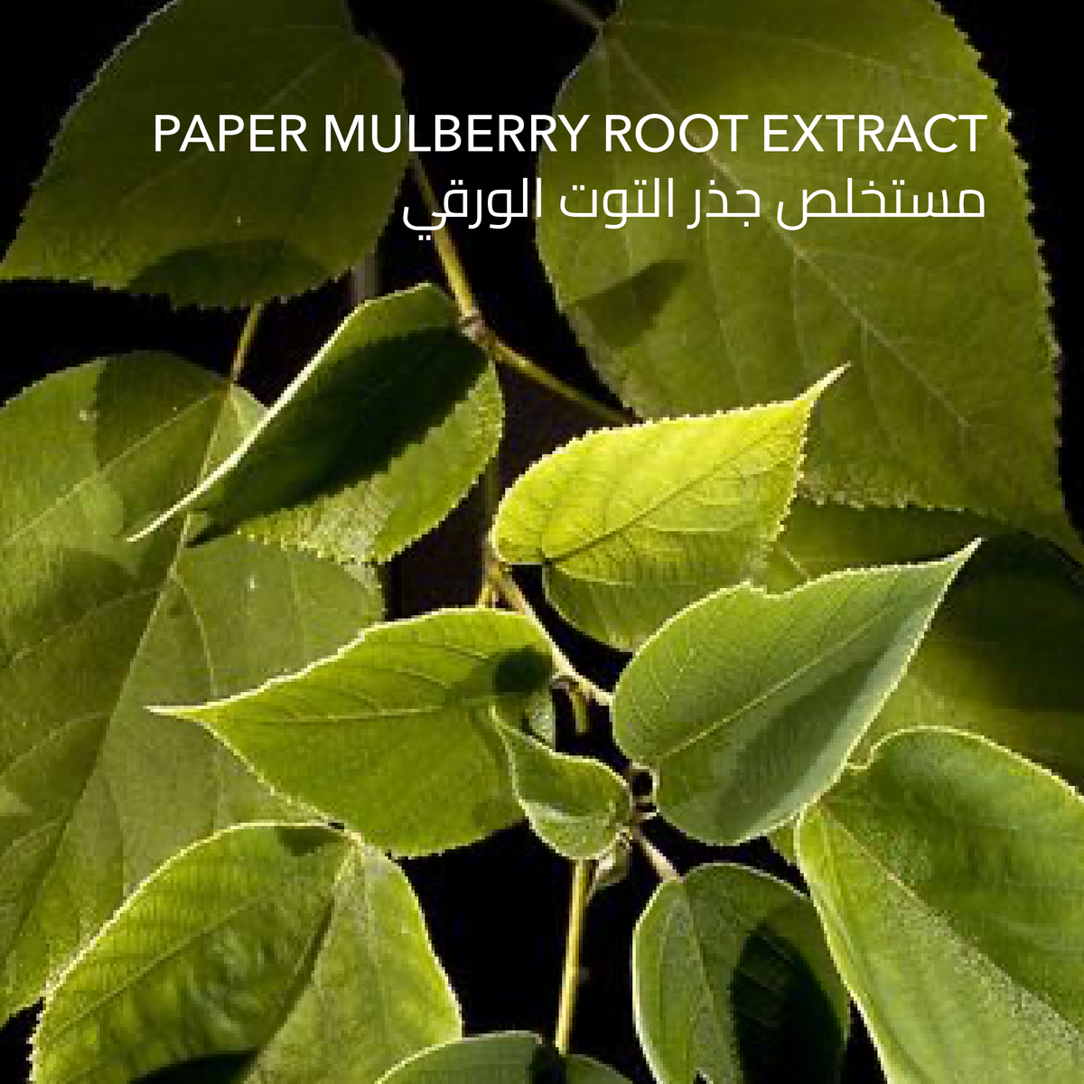 جذر التوت الورقي — مستخلص في كونسيلر سكين لود النباتي
